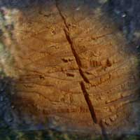 Kirveen j&auml;lki&auml; puussa